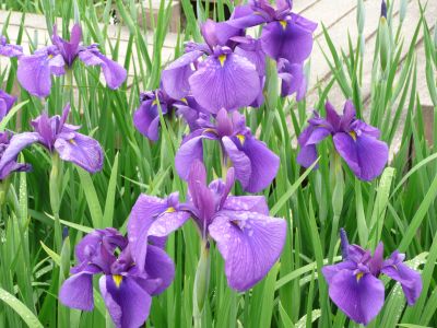 紫の菖蒲